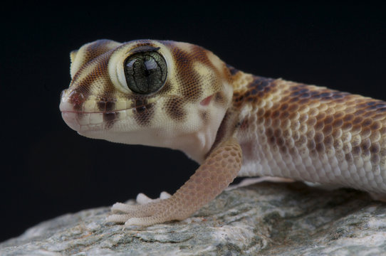 Wonder gecko / Teratoscincus scincus