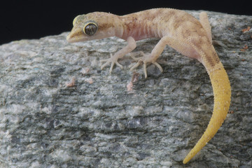 Pygmy gecko / Tropiocolotes natteri