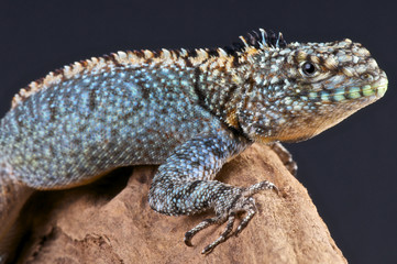 Fototapeta premium Lava lizard / Tropidurus spinulosus