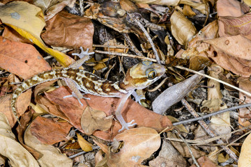 big headed gecko, kirindy