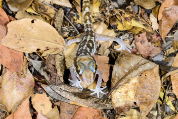 big headed gecko, kirindy