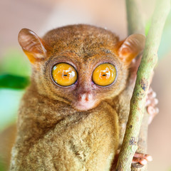 Fototapeta premium Phillipine tarsier