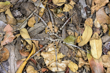 wolf spider, kirindy