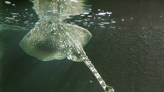 Whiptail stingray getting fresh air