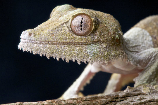 Leaftail gecko / Uroplatus sikorae