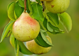 Branch with pears