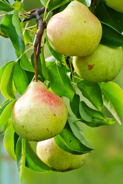 Branch with pears