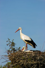 Storch
