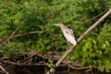 Squacco Heron (Ardeola ralloides)