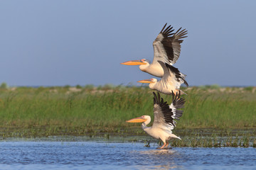 white pelicans (pelecanus onocrotalus)