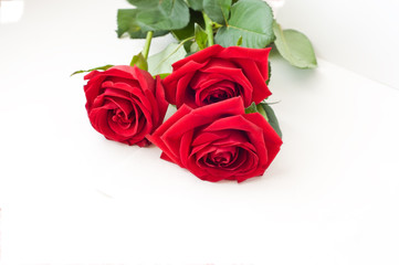 Red roses on a light background