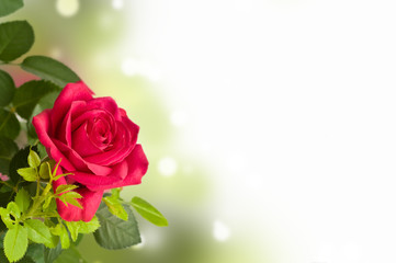 A red rose, flower room
