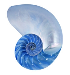 Nautilus shell