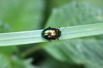 Prächtiger Blattkäfer (Chrysolina fastuosa)