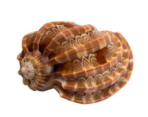 sea shell isolated on white