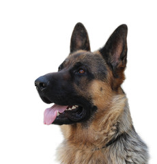 German shepherd dog