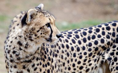 Cheetah looking back