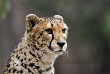 Obraz na płótnie Canvas Portret Cheetah