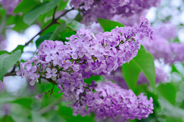 Branch of lilac flowers