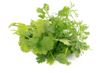 Bunch of cilantro or coriander