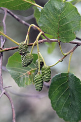 Frutos de aliso, alunus glutinosa