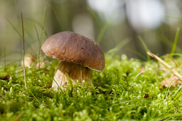 cep mushroom  in a forest scene