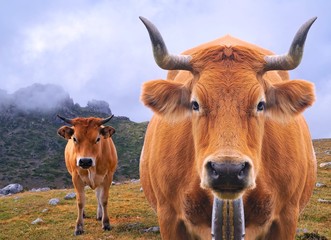 Cow grazing.