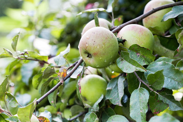 apples on the tree