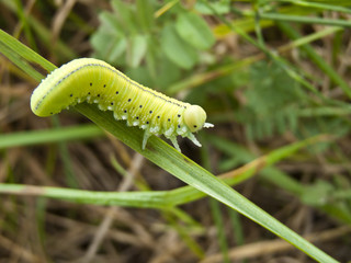 Caterpillar © arfig