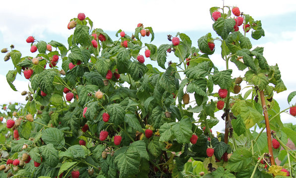 A Bush Full of Ripe Raspberries Ready for Picking.