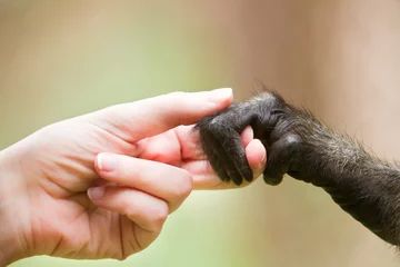 Papier Peint photo Autocollant Singe Fille humaine et singe se tenant la main représentant la coopération