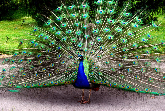 Fototapeta Peacock