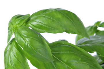 basil, Ocimum basilicum