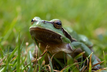 tree-frog