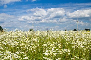 Camomile meadow