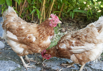 hens