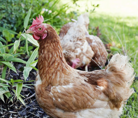 hens in the garden