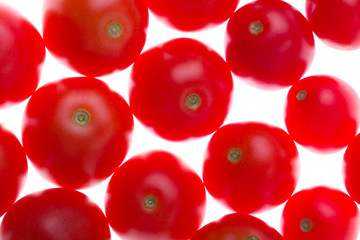 Tomatoes in bright light
