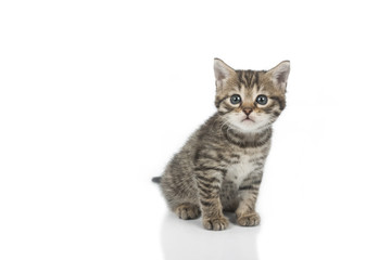 Cute grey kitten isolated on white background