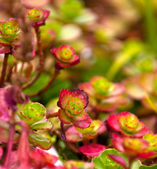 Sedum Spurium Foliage