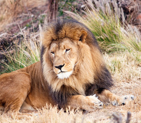 Obraz na płótnie Canvas Male Lion resting