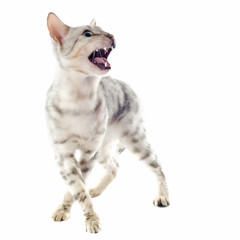 aggressive bengal cat