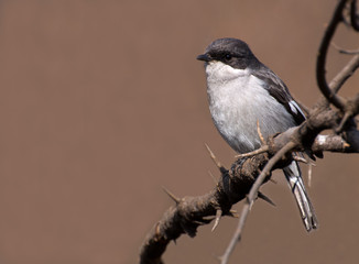 Shrike on thorn branch