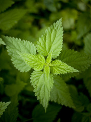 Green young nettle in the forest