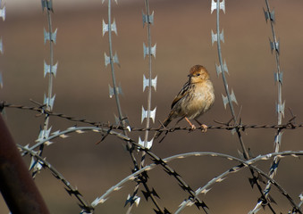 Stonechat on barbed wire