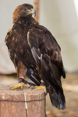 Adler Vogelschau