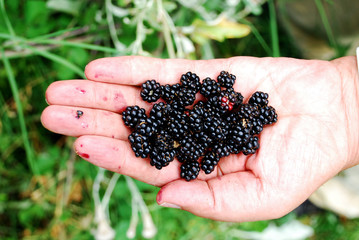 Stack of blackberry in a hand