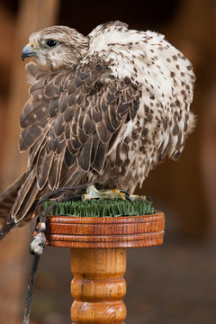 Falke Raubvogel