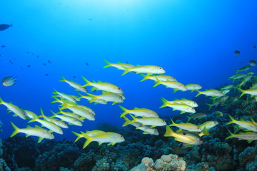 Fototapeta na wymiar Szkoła ryby na rafie koralowej: goatfish żółtopłetwy