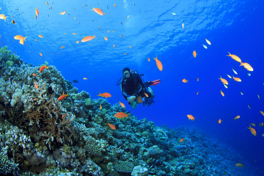 Scuba Diver explores a coral reef